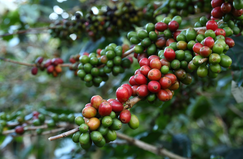 Arabica coffee cherries