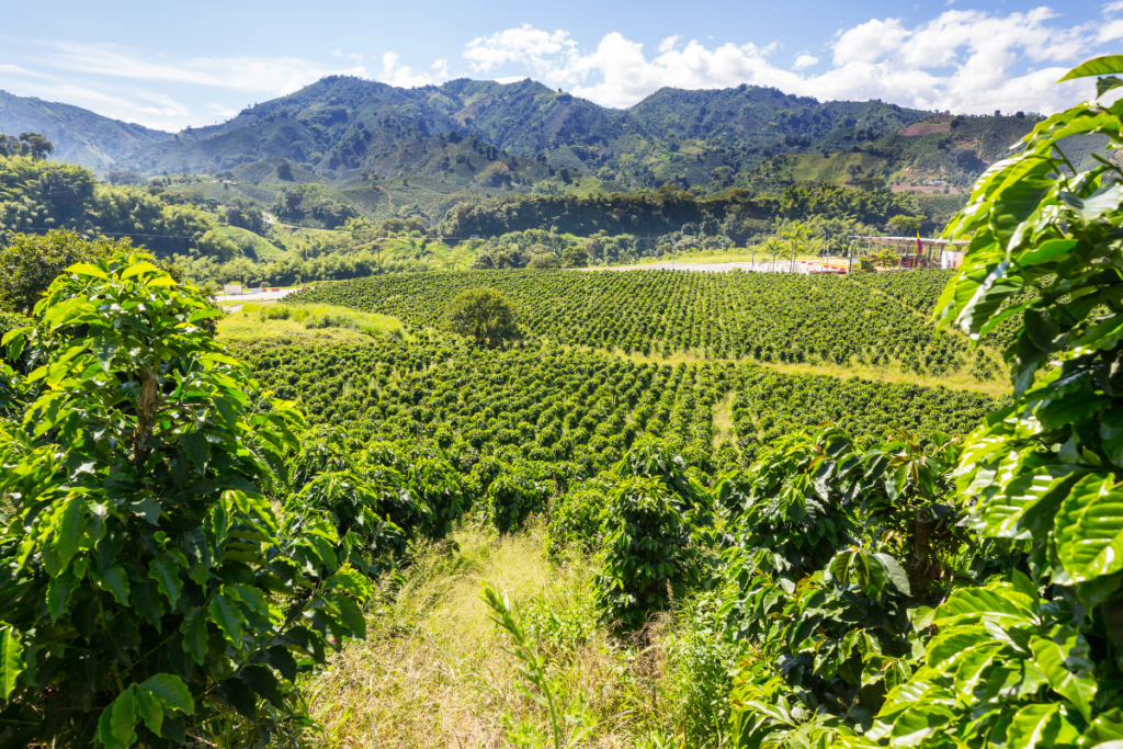 Specialty Vs. Commercial Coffee 4 Coffee Cultivation
