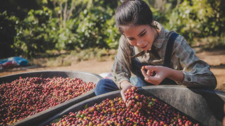 The Art And Science Of Coffee Processing