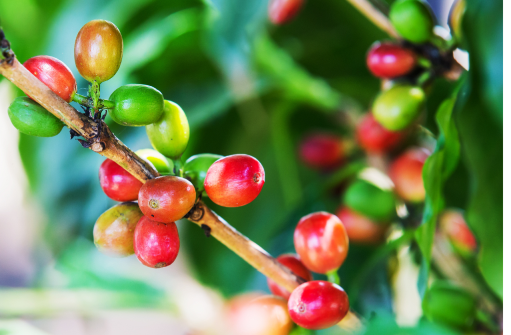 Robusta coffee cherries
