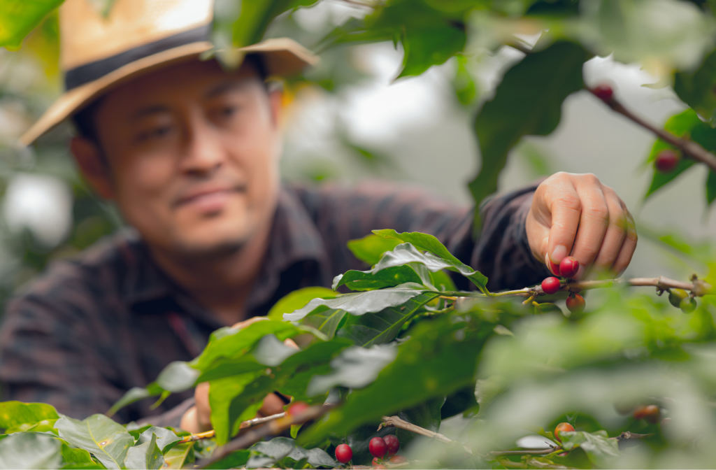 Coffee farmer