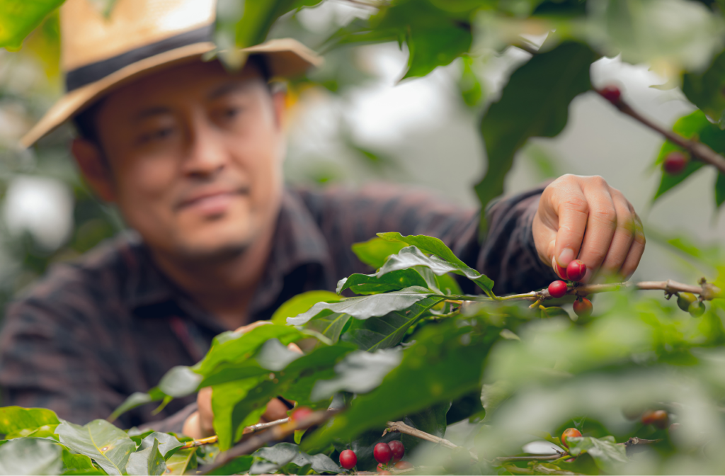 man picking coffee cherries