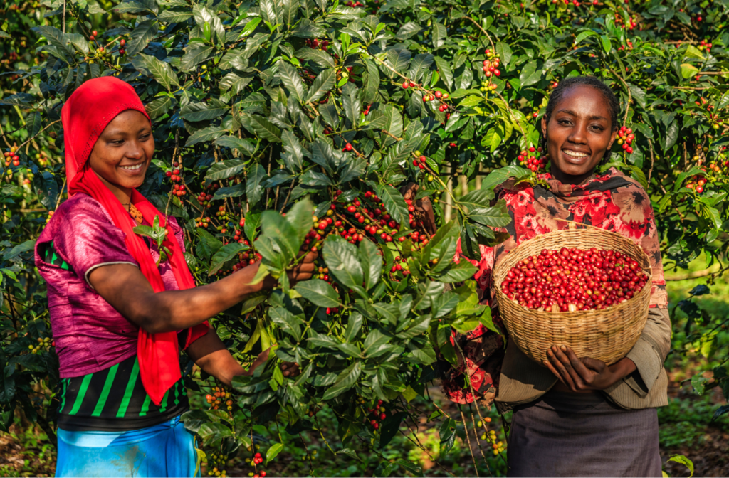 Ethiopian coffee beans