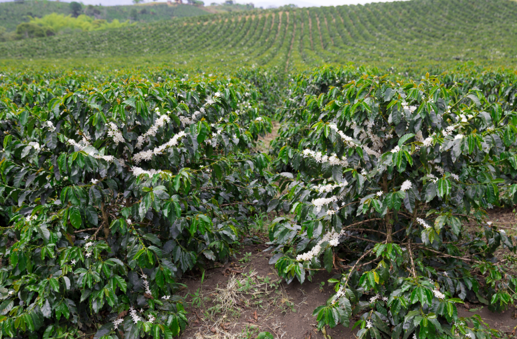 organic coffee farming methods