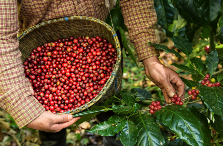 What Is Organic Coffee? 10 What Is Organic Coffee?