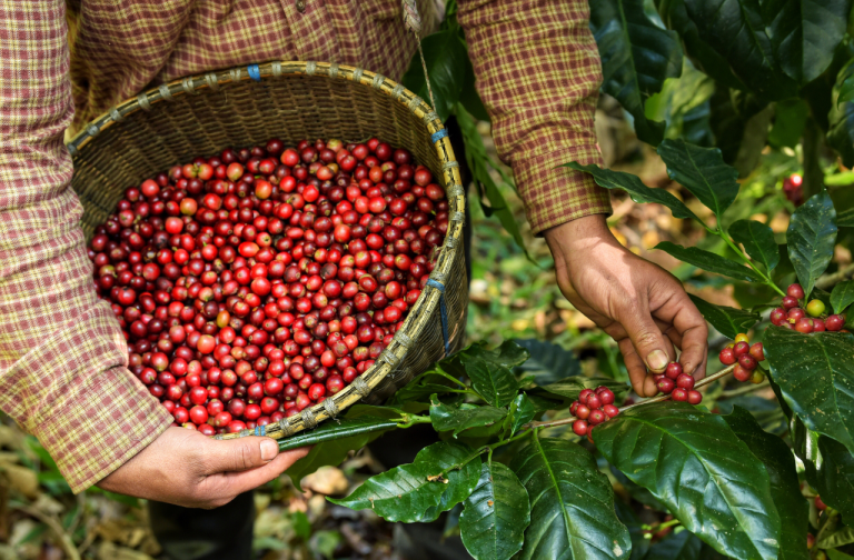 What Is Organic Coffee?